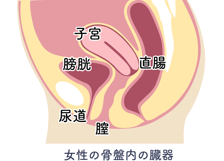 インティマレーザー | 大分泌尿器科病院 | 女性の骨盤内の臓器