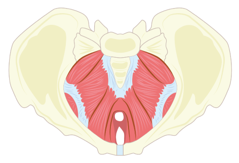 骨盤底筋群