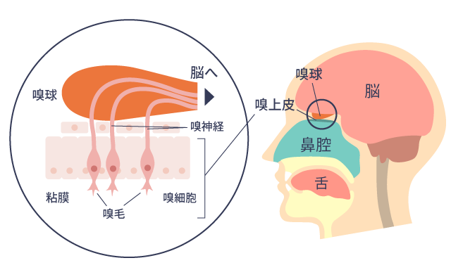 点鼻薬